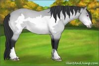 Horse Color:Bay Chinchilla Frame