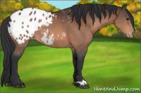 Horse Color:Bay Appaloosa 