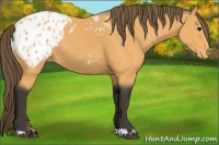 Horse Color:Buckskin Appaloosa