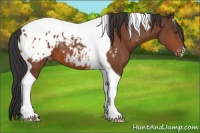 Horse Color:Bay Tobiano Blanket 