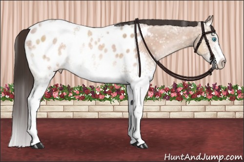 Horse Color:White Spotted Sable Champagne Ice Appaloosa Rabicano 