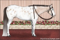 Horse Color:White Spotted Sable Champagne Ice Appaloosa Rabicano 