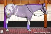 Horse Color:Platinum Painted White Spotted Amber Champagne Dun Appaloosa 