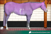 Horse Color:Platinum Painted Amber Cream Champagne Sabino