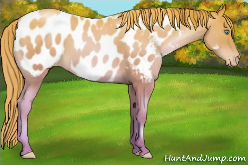 Horse Color:Sable Champagne Pearl Near Leopard