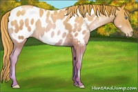 Horse Color:Sable Champagne Pearl Near Leopard 