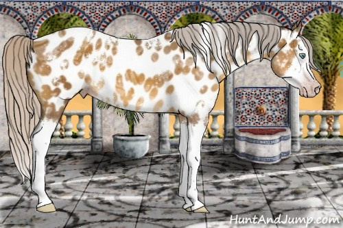 Horse Color:Gray White Spotted Silver Amber Cream Champagne Ice Splash Near Leopard 