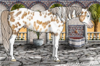 Horse Color:Gray White Spotted Silver Amber Cream Champagne Ice Splash Near Leopard 