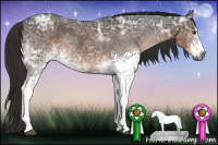 Horse Color:Gray White Spotted Liver Chestnut Ice Splash Appaloosa 