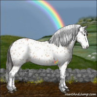 Horse Color:Bay Leopard 