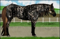 Horse Color:Void White Spotted Red Dun Roan Pearl Rabicano  and Void White Spotted Red Dun Tobiano Blanket Rabicano 