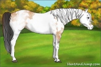 Horse Color:White Spotted Bay Dun Rabicano  and White Spotted Bay Rabicano 