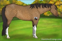 Horse Color:Buckskin Dun 