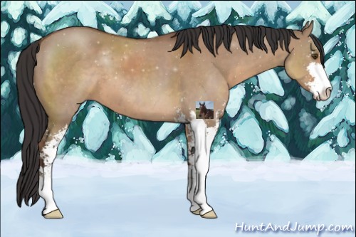 Horse Color:Bay Dun Sabino 