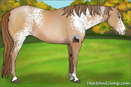 Horse Color:White Spotted Brown Pearl Sabino 