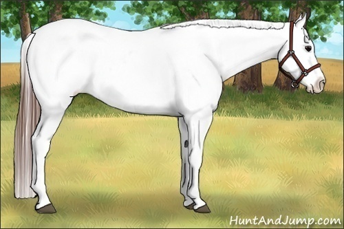 Horse Color:White Spotted Grullo Appaloosa