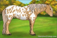 Horse Color:Palomino Appaloosa