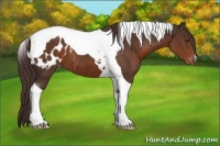 Horse Color:Liver Chestnut Tobiano Appaloosa 