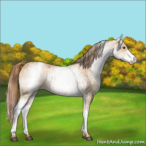 Horse Color:White Spotted Red Dun Rabicano  and White Spotted Red Dun Rabicano 
