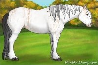 Horse Color:White Spotted Bay Dun Rabicano and White Spotted Bay Dun Rabicano