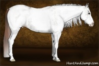 Horse Color:White Spotted Red Dun Rabicano and White Spotted Grullo Rabicano