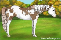 Horse Color:White Spotted Chocolate Palomino Splash Rabicano 