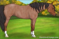 Horse Color:Bay Roan 