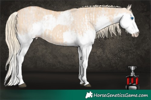 Horse Color:Red Dun Roan Mushroom Splash Rabicano  and White Spotted Red Dun Mushroom Splash Rabicano 