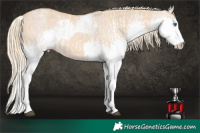 Horse Color:Red Dun Roan Mushroom Splash Rabicano  and White Spotted Red Dun Mushroom Splash Rabicano 