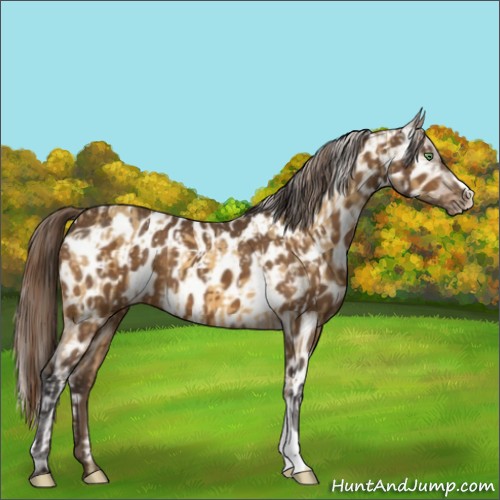 Horse Color:Amber Cream Champagne Near Leopard and Buckskin Near Leopard