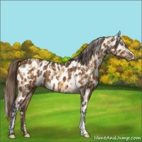 Horse Color:Amber Cream Champagne Near Leopard  and Buckskin Near Leopard 