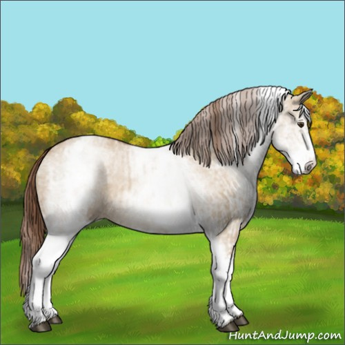 Horse Color:White Spotted Red Dun Rabicano  and White Spotted Red Dun Rabicano 