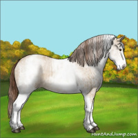 Horse Color:White Spotted Red Dun Rabicano  and White Spotted Red Dun Rabicano 