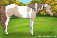 Horse Color:Red Dun Tobiano Varnish 