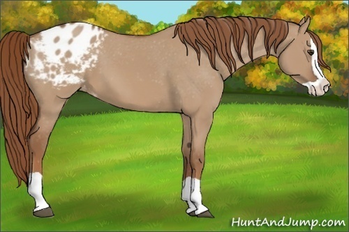 Horse Color:Red Dun Splash Appaloosa