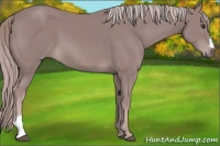 Horse Color:Platinum Chestnut 