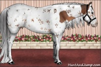 Horse Color:Bay Splash Tobiano Appaloosa 
