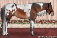 Horse Color:Brown Tobiano Appaloosa 