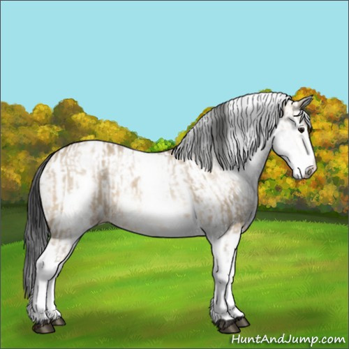 Horse Color:White Spotted Bay Dun Rabicano and White Spotted Bay Dun Rabicano