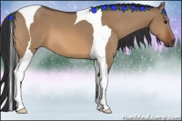 Horse Color:Bay Dun Tobiano 