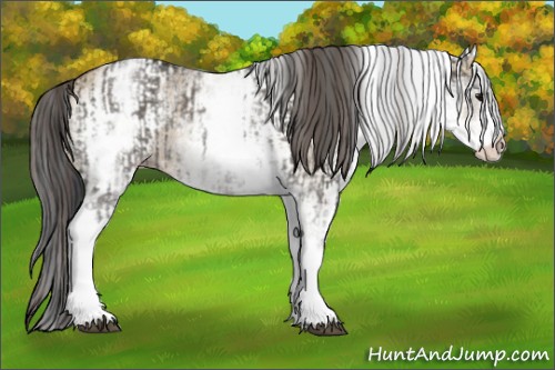 Horse Color:White Spotted Grullo Rabicano  and White Spotted Classic Champagne Dun Rabicano 
