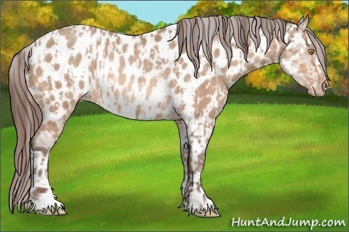Horse Color:Amber Champagne Near Leopard and Amber Champagne Near Leopard Rabicano