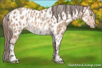Horse Color:Amber Champagne Near Leopard and Amber Champagne Near Leopard Rabicano