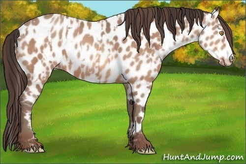 Horse Color:Amber Champagne Leopard  and Amber Champagne Leopard 