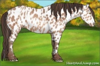 Horse Color:Amber Champagne Leopard  and Amber Champagne Leopard 