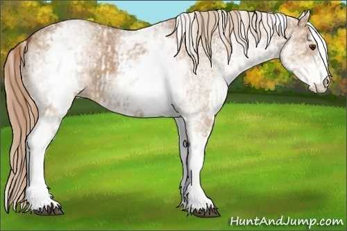 Horse Color:White Spotted Red Dun Rabicano and White Spotted Red Dun
