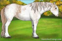 Horse Color:White Spotted Red Dun Rabicano and White Spotted Red Dun