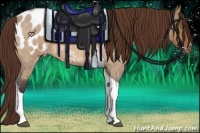 Horse Color:Buckskin Roan Dun Tobiano Appaloosa