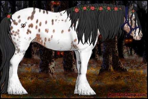 Horse Color:White Spotted Brown Appaloosa 