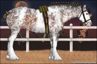 Horse Color:White Spotted Brown 